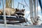 raccoon lounging on catamaran trampoline, sunny day