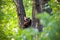 Raccoon lounging in a tree during the afternoon