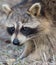 Raccoon lurking in the grass, black eyes, masked face