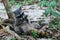 Raccoon lying on his back, makes his paws clean