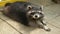 Raccoon lying on tile of an aviary in a zoo carefully looks to camera. Animal