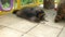 Raccoon lying on tile of an aviary in zoo carefully looks to side and breathes