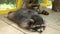 Raccoon lying on tile of an aviary in zoo carefully looks to side and breathes