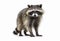 Raccoon mammal on isolated white background