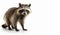 Raccoon mammal on isolated white background
