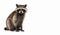 Raccoon mammal sitting pose on isolated white background