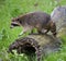 Raccoon on moss covered log