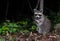 Raccoon at Night