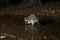 Raccoon at night washes food in a puddle. Acadiana Park Campground, Louisiana, US