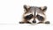 A raccoon peeking over a white board with its eyes closed, AI