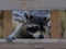 Raccoon peeking through Wooden Railings