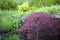 Raccoon peeks around Japanese maple tree in backyard