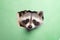 Raccoon peeks in surprise through a hole in the paper on a pastel green background, with copy space