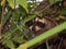 Raccoon peering through the undergrowth