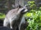 Raccoon perched on a tree in Martinique