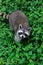 The raccoon play in the grass background