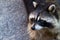 Raccoon portrait, close up photo