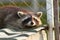 Raccoon portrait at the zoo