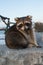 Raccoon Poses with Bicycle, Lake Michigan