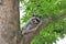 Raccoon (Procyon lotor)