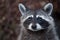 Raccoon Procyon lotor