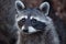 Raccoon Procyon lotor