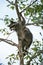 RACCOON procyon lotor, ADULT PERCHED ON BRANCH