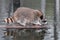 Raccoon (Procyon lotor) Crawls Along Log