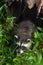 Raccoon Procyon lotor Crawls Out of Log Summer