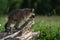 Raccoon Procyon lotor Crawls to End of Log Summer