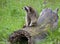 Raccoon Procyon lotor on grass meadow log