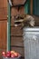 Raccoon (Procyon lotor) Leans Over Side of Garbage Can Bucket of Apples Below