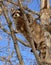 Raccoon Procyon lotor looks around, sitting high on tree