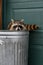 Raccoon (Procyon lotor) Looks Out Over Lip of Garbage Can