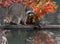 Raccoon (Procyon lotor) with Reflection