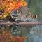 Raccoon (Procyon lotor) With Reflection Looking Right