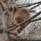 Raccoon Procyon lotor sits on branch high on larch tree in spring