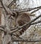 Raccoon Procyon lotor sits on branch high on larch tree in spring Pink tongue