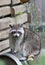 Raccoon (Procyon lotor) sitting on a barrel looking to viewer