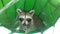 Raccoon, Procyon Lotor Sitting in Green Recycle Trash Can during Rain in Evening.