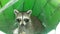 Raccoon, Procyon Lotor Sitting in Green Recycle Trash Can during Rain in Evening.