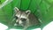 Raccoon, Procyon Lotor Sitting in Green Recycle Trash Can during Rain in Evening.