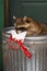 Raccoon (Procyon lotor) Sniffs at Garbage Bag