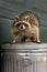 Raccoon Procyon lotor Stands Defiant Atop Garbage Can