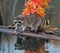 Raccoon (Procyon lotor) Stares at Viewer with Reflection