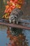 Raccoon (Procyon lotor) Stares at Viewer with Reflection