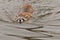 Raccoon (Procyon lotor) Swims Along