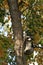 Raccoon / Procyon lotor in tree with autumn foliage