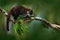 Raccoon, Procyon lotor, on the tree in National Park Manuel Antonio, Costa Rica. Animal in the forest. Raccoon with long tail. Mam