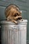 Raccoon Procyon lotor Turns While Atop Closed Garbage Can